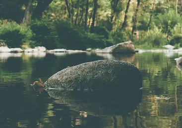 Still pond with rock and forest reflection
