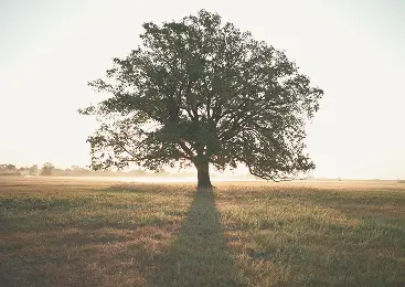 Lone tree in sunrise light